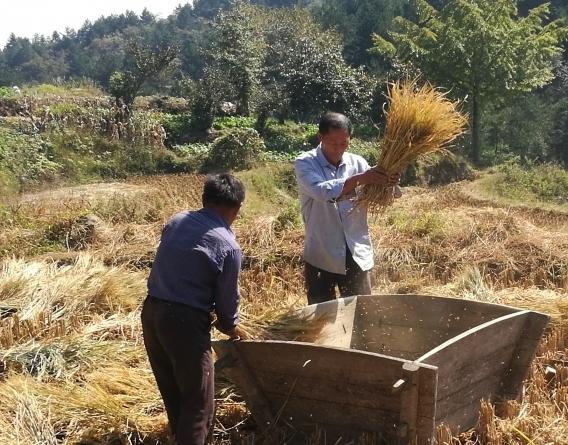 金榜乡村•岳西金榜自然村环境图片